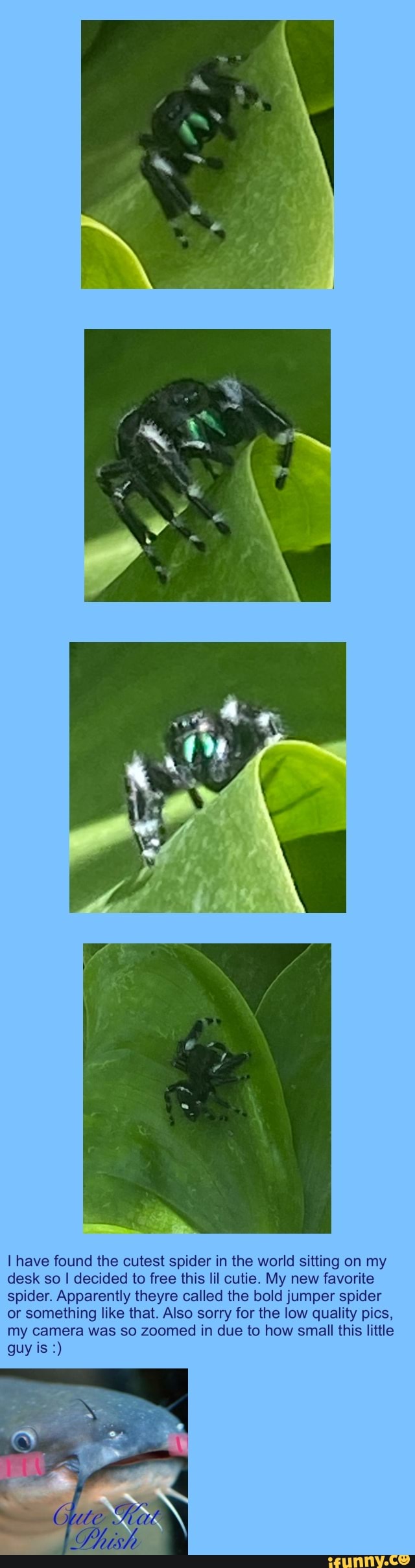 I have found the cutest spider in the world sitting on my desk so I decided to free this lil cutie. My new favorite spider. Apparently theyre called the bold jumper spider or something like that. Also sorry for the low quality pics, my camera was so zoomed in due to how small this little
guy is