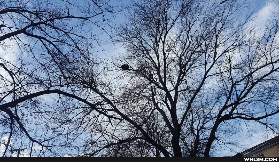 photography, birds