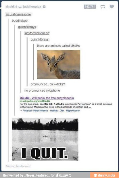'quinntabrays:
there are animals called dikciks