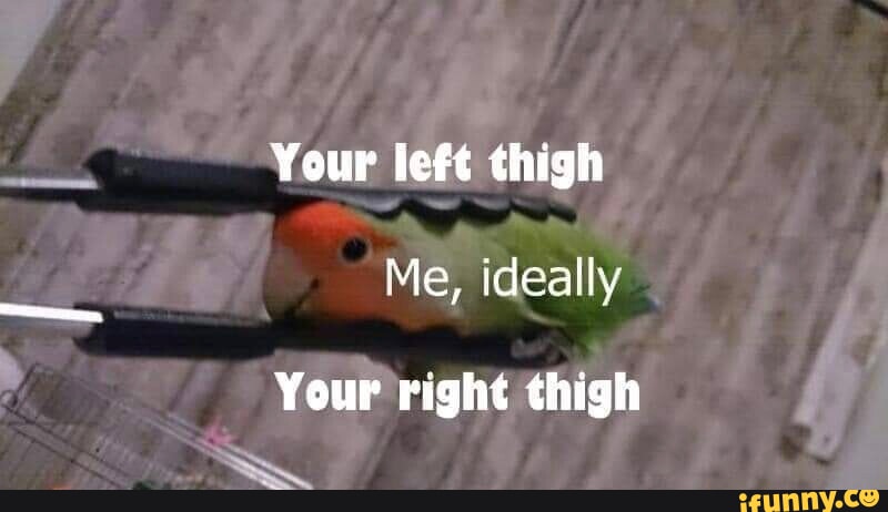 Your Left Thigh Me Ideally Your Right Thigh IFunny Your Left Thigh Me Ideally Your Right Thigh IFunny