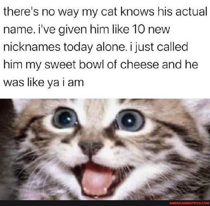 there's no way my cat knows his actual name. i've given him like 10 new nicknames today alone. just called him my sweet bowl of cheese and he was like ya am