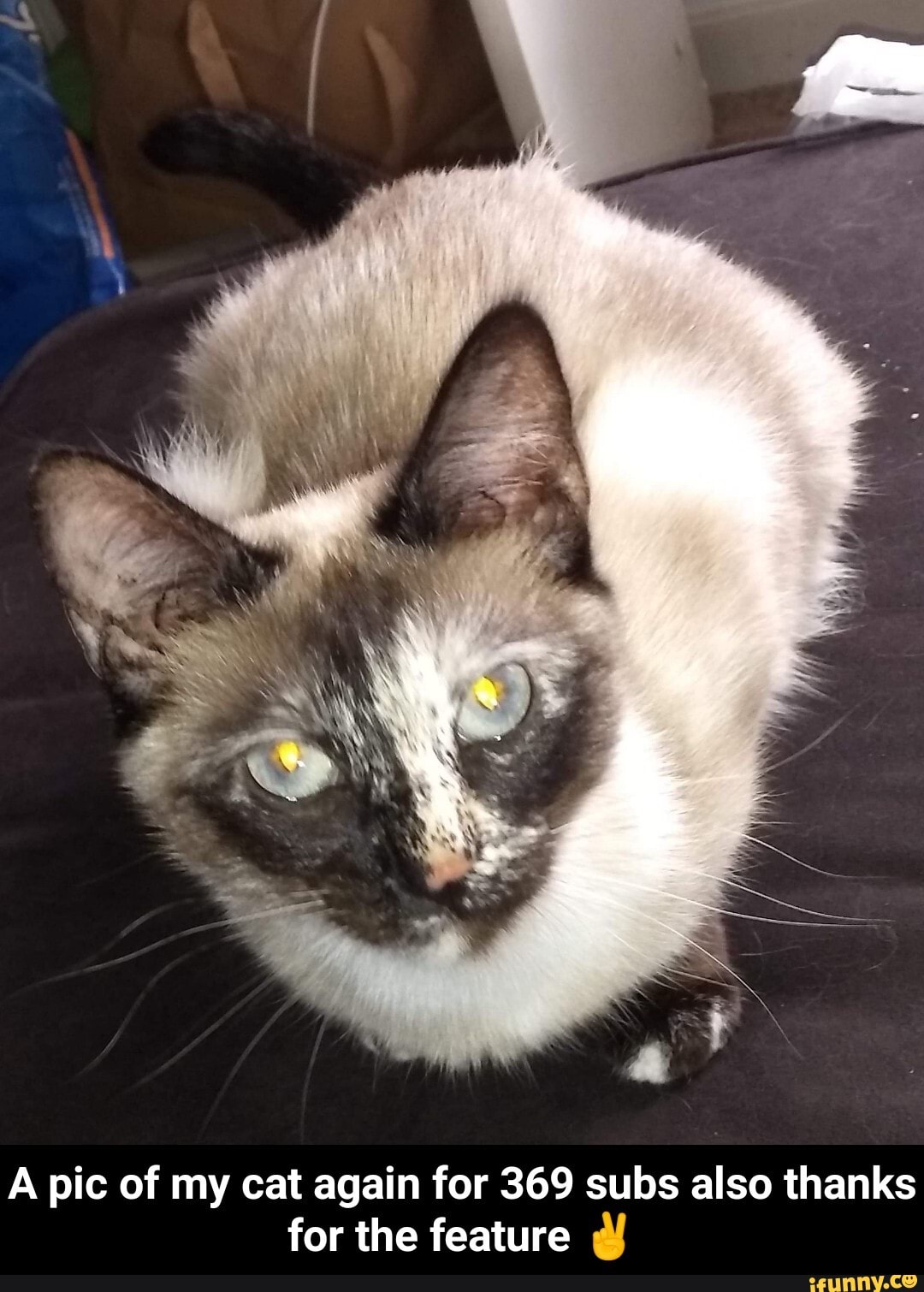 A pic of my cat again for 369 subs also thanks for the feature q - A ...