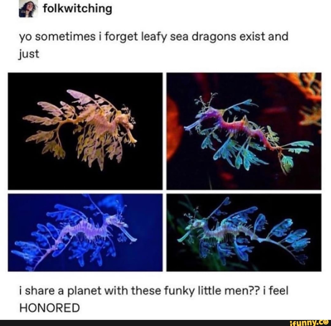 folkwitching
yo sometimes i forget leafy sea dragons exist and just
i share a planet with these funky little men?? i feel
HONORED