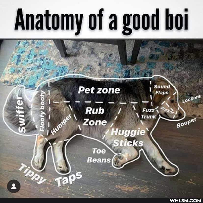 Anatomy of a good boi
Pet zone
Toe Beans( Sticks
aP
fer
Floofy booty
Fuzz%