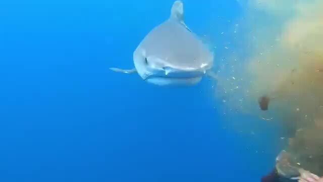 Tiger shark feeding on a horse carcass!! - )