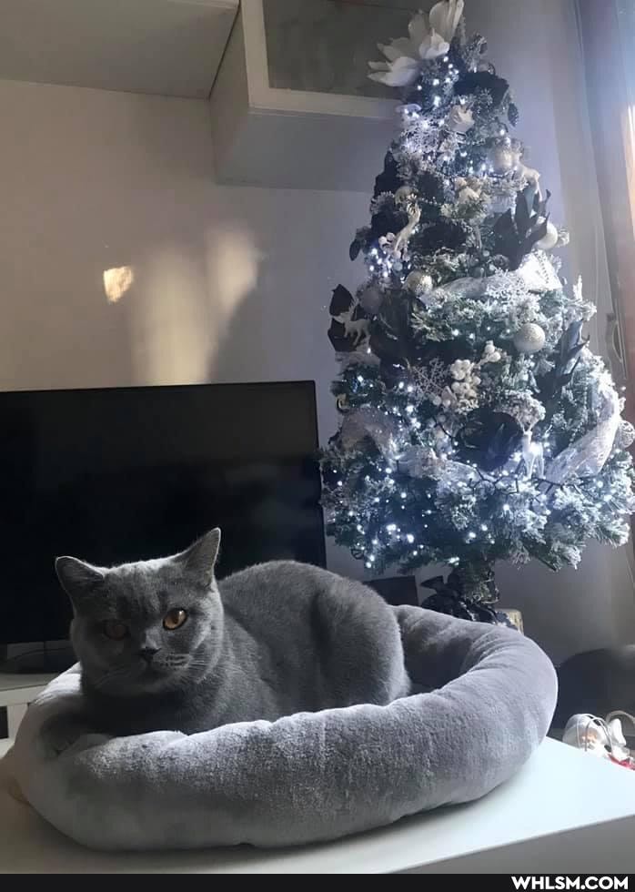 cat, cats, love, christmas