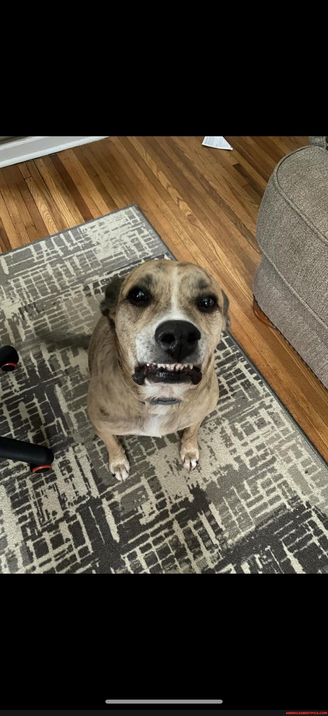 muggs, caught, chewing, furniture