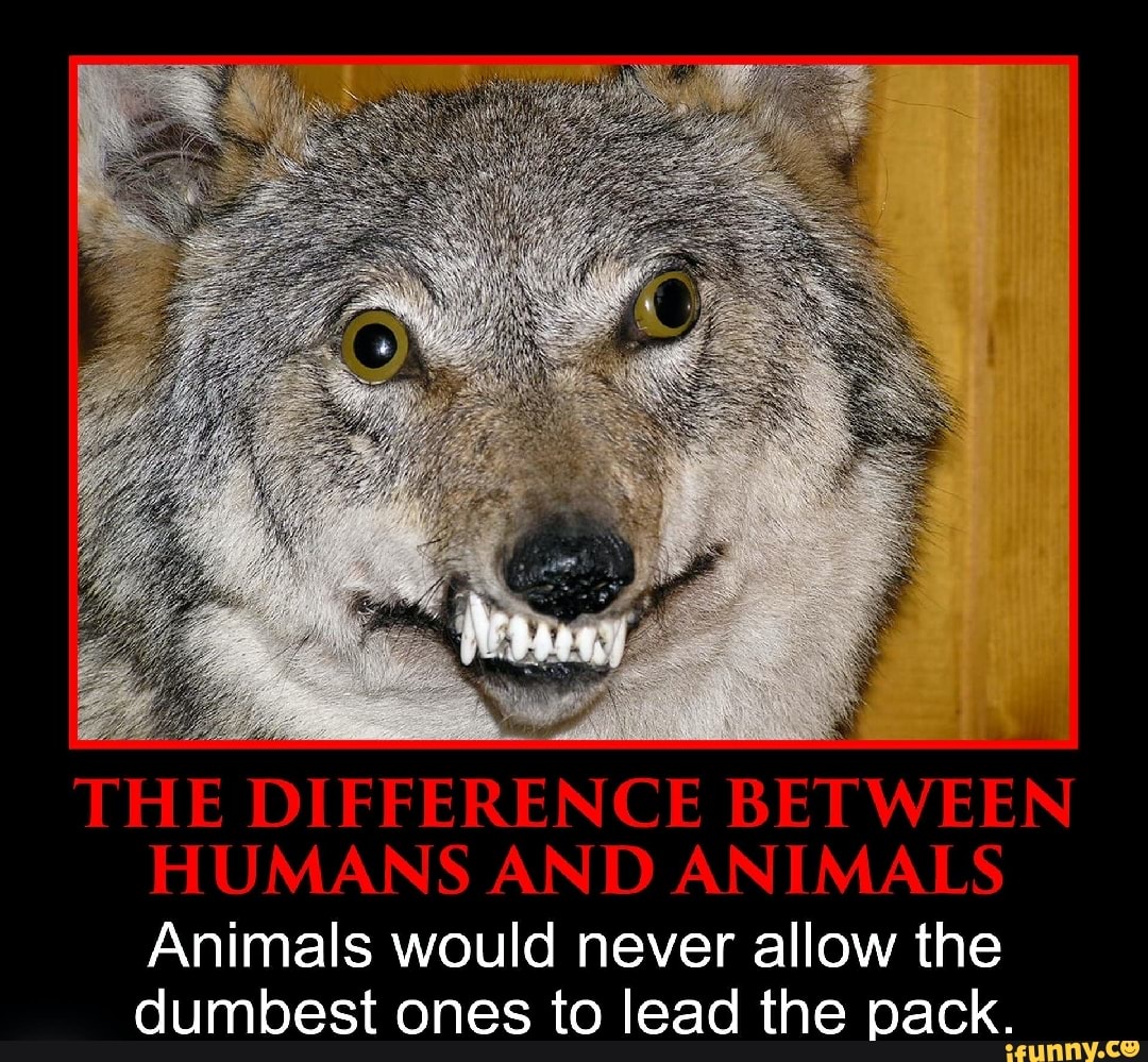The Difference Between Humans And Animals Animals Would Never Allow The The Difference Between Humans And Animals Animals Would Never Allow The