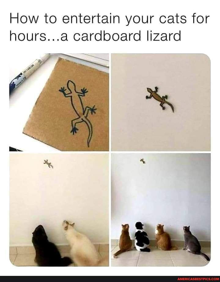 How to entertain your cats for hours... cardboard lizard America’s