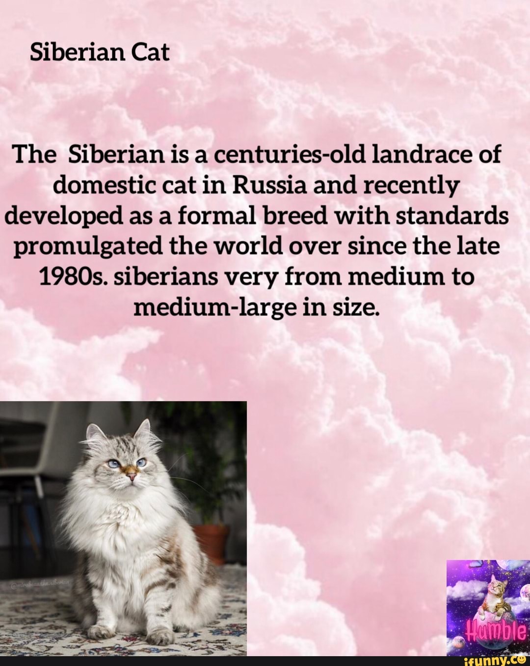 Siberian Cat The Siberian is a centuriesold landrace of domestic cat