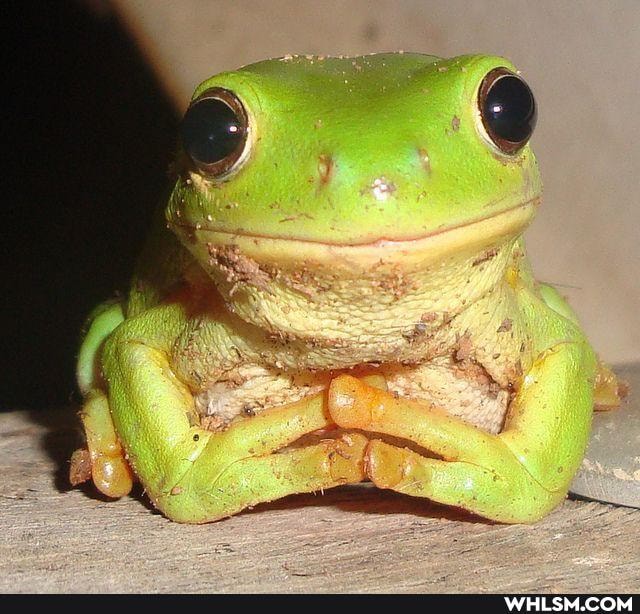 frog, funny