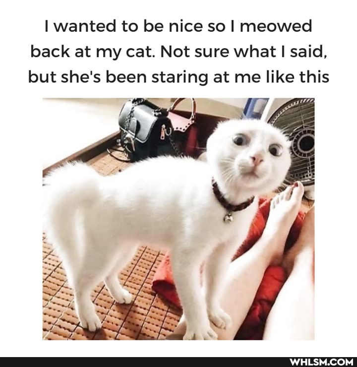 I wanted to be nice so meowed back at my cat. Not sure what I said, but she's been staring at me like this