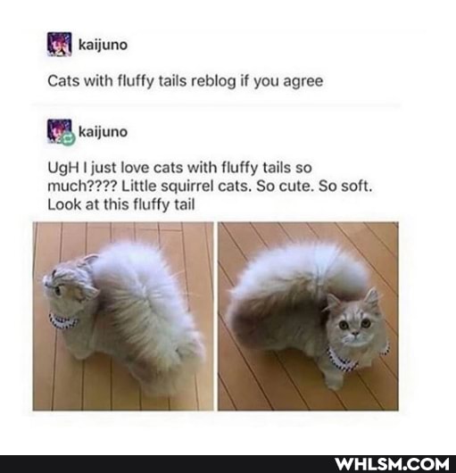 Cats with fluffy tails reblog if you agree
kaijuno
UgH I just love cats with fluffy tails so much???? Little squirrel cats. So cute. So soft.
Look at this fluffy tail