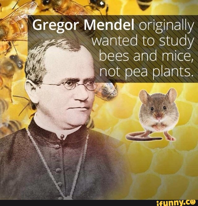 Gregor Mendel Originally Wanted To Study Bees And Mice Not Pea Plants