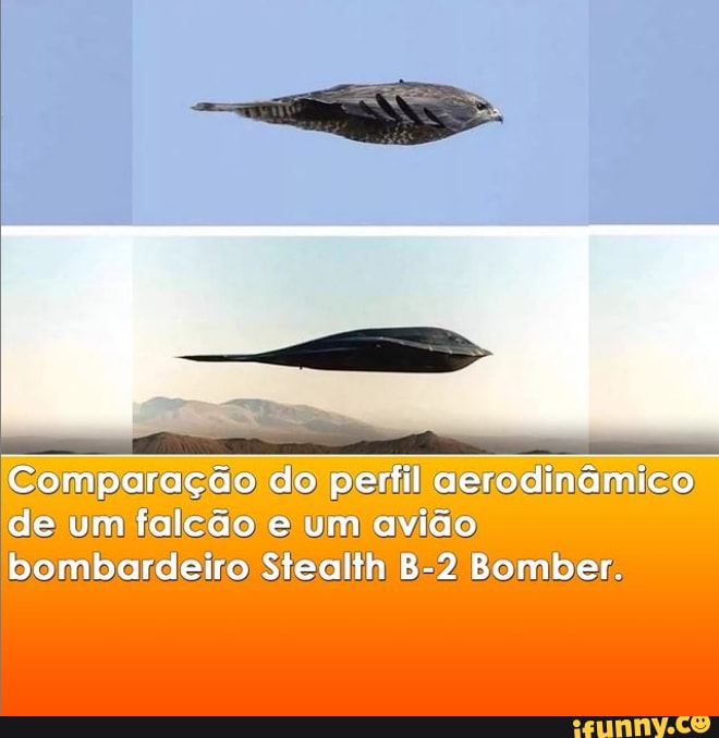 Comparação do perfil aerodinâmico de um falcão e um avião bombardeiro Stealth Bomber.