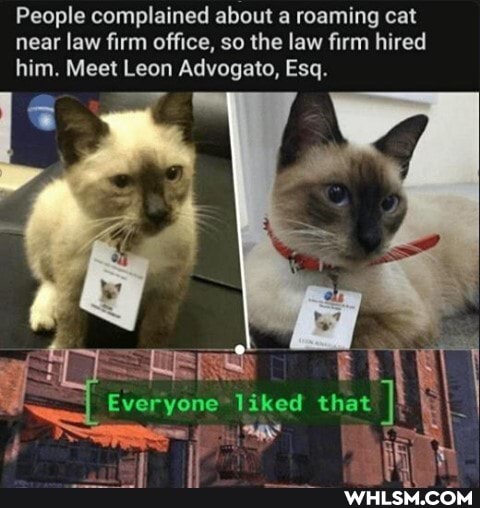 People complained about a roaming cat near law firm office, so the law firm hired him. Meet Leon Advogato, Esq.
Everyone liked that
