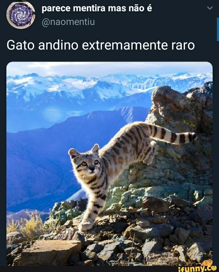 parece mentira mas não é
(Qnaomentiu
Gato andino extremamente raro