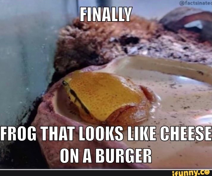 FINALLY FROG THAT LOOKS LIKE CHEESE ON A BURGER iFunny