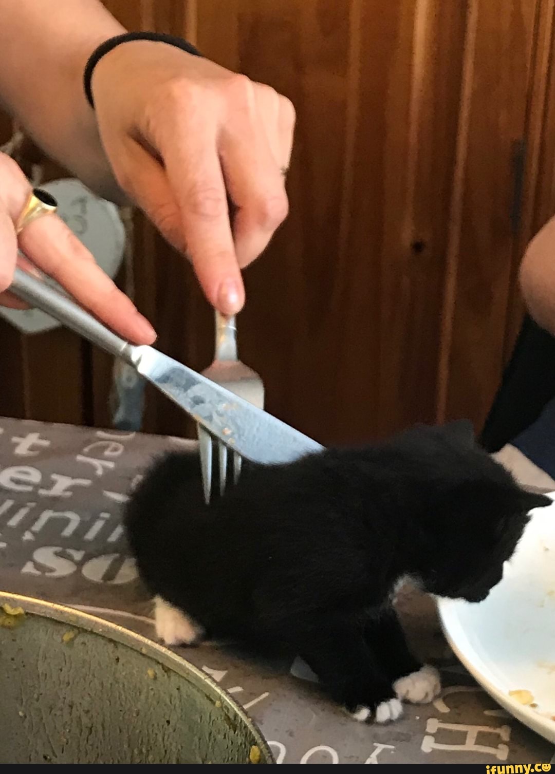 cat, eat, hungry, shitpost, blackcat, kek