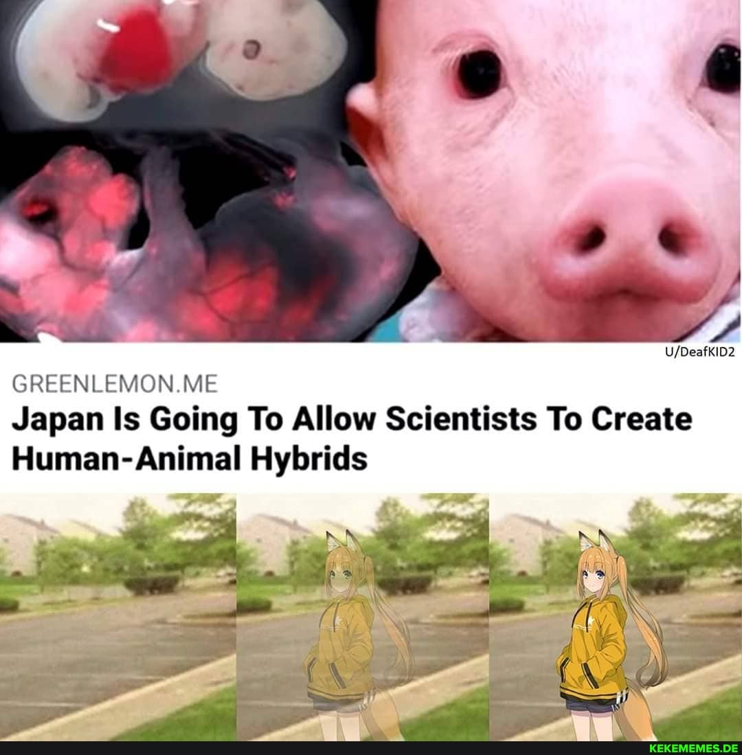 GREENLEMON.ME Japan Is Going To Allow Scientists To Create Human- Animal Hybrids