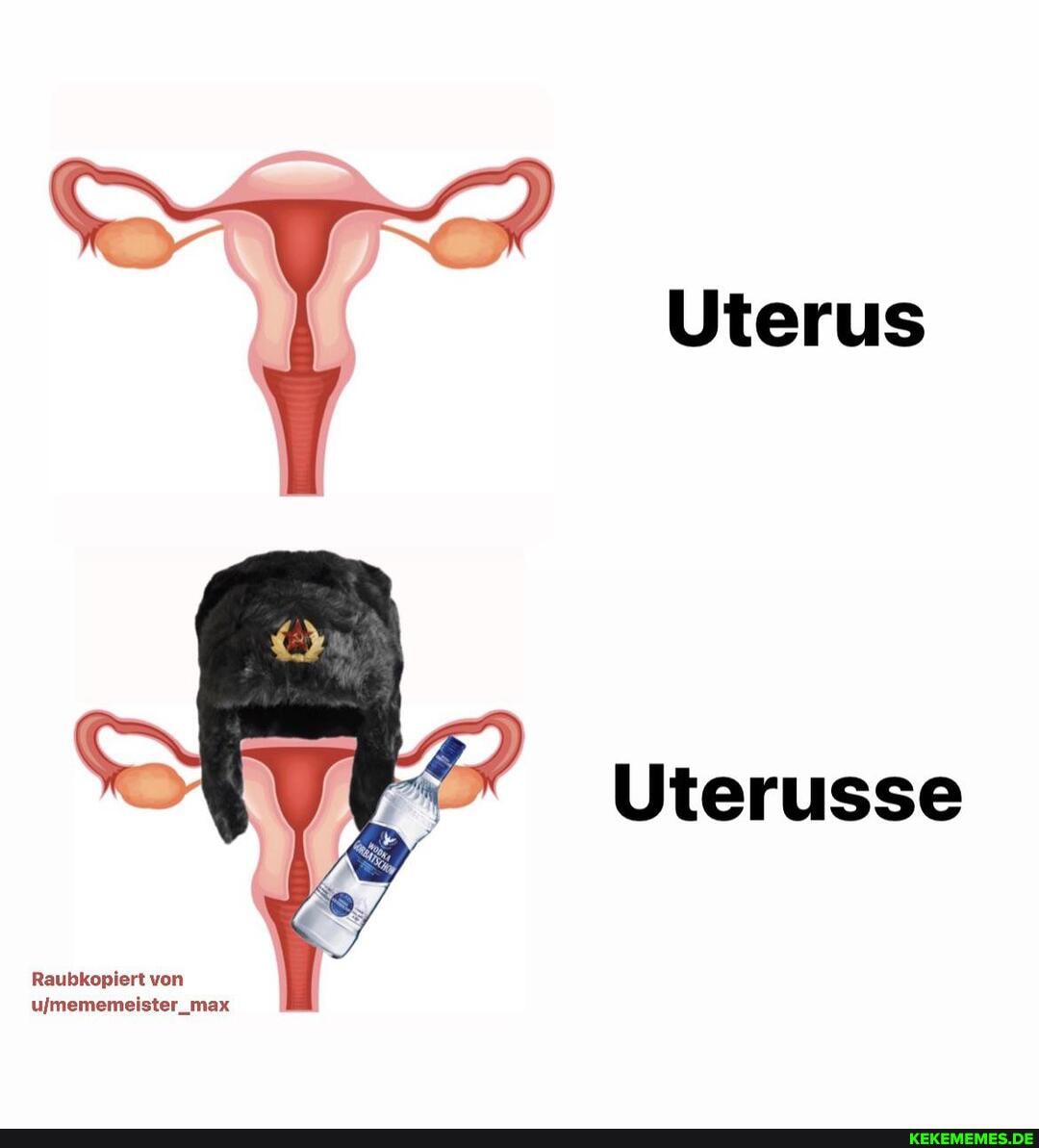 Uterus
Uterusse