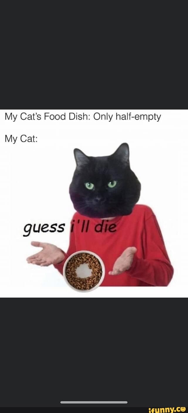 My Cat's Food Dish: Only half-empty My Cat.