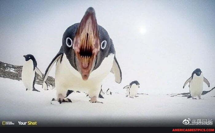 penguins, adélie_penguin, emperor_penguin