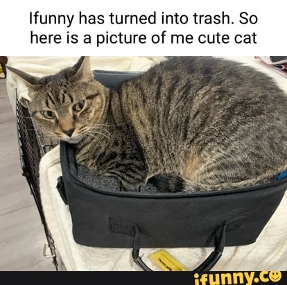 Ifunny Has Turned Into Trash. So Here Is A Picture Of Me Cute Cat - IFunny