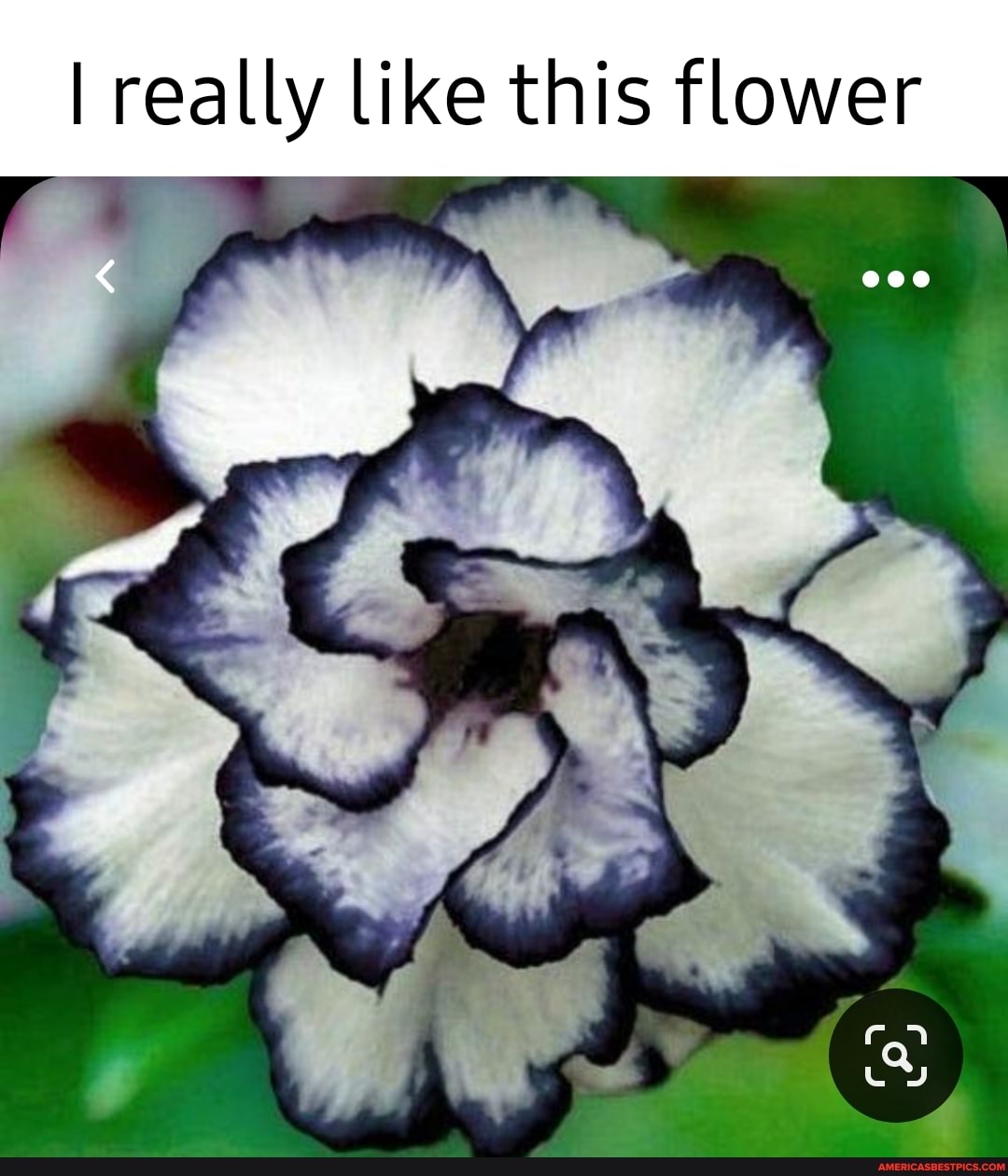I really like this flower
