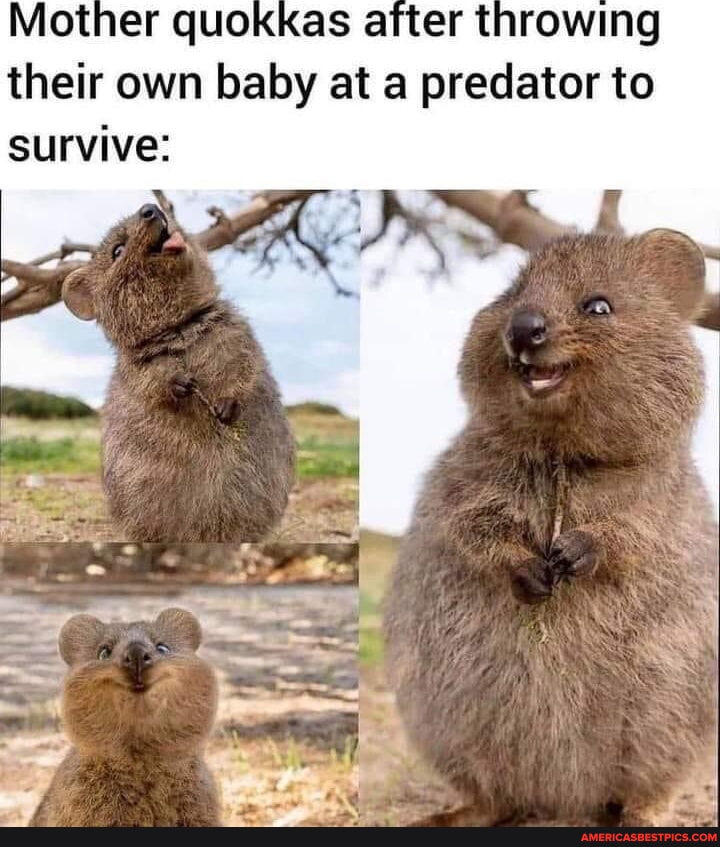 Mother quokkas after throwing their own baby at a predator to survive ...