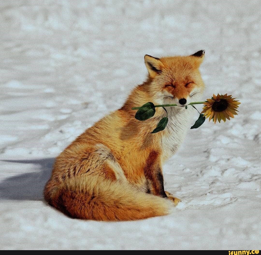 vulpes, fox, animals, vulpesvulpes, foxes