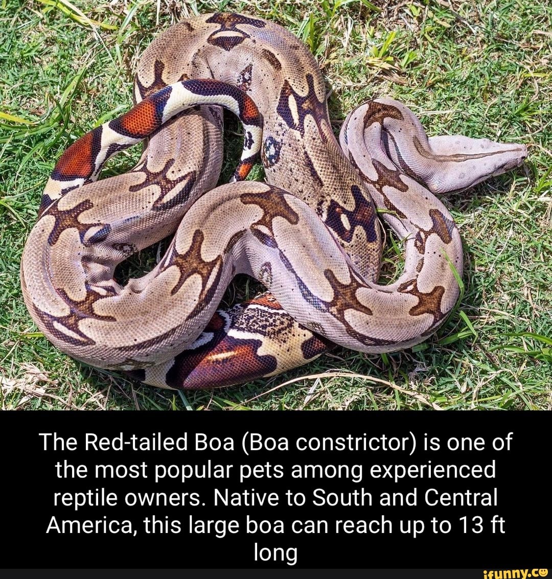 Neo Be 4! The Redtailed Boa (Boa constrictor) is one of the most