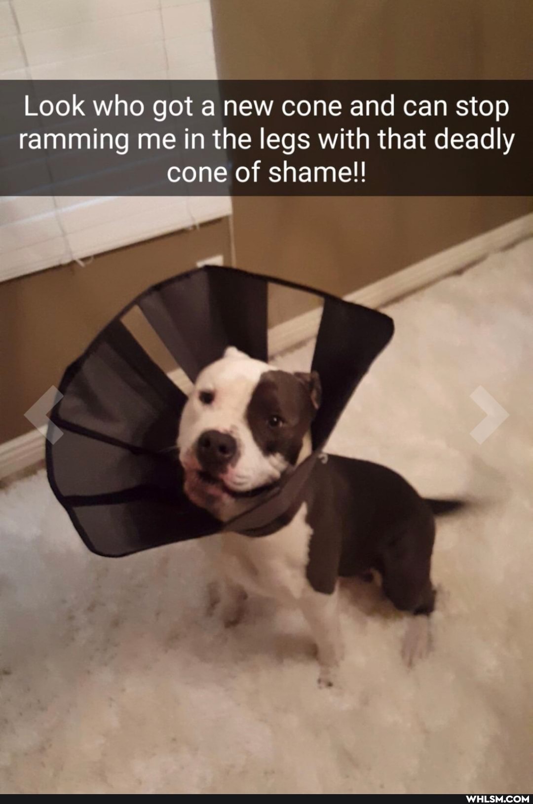 Look who got anew cone and can stop ramming me in the legs with that deadly cone of shame!!