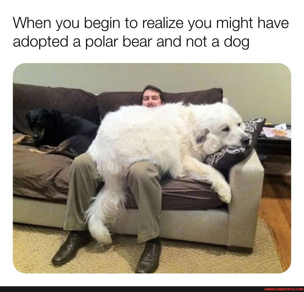 When you begin to realize you might have adopted a polar bear and not a dog