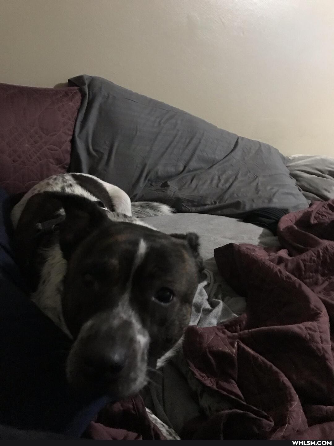 dogs, dog, pets, doggo