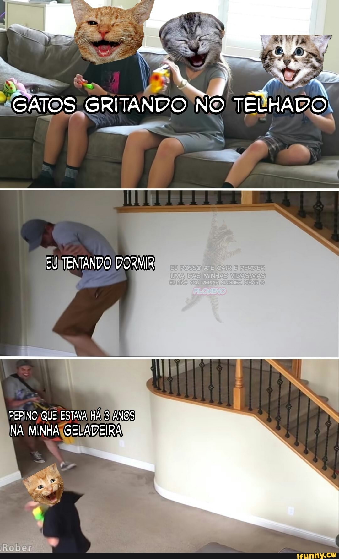 animais, gato, fofinho