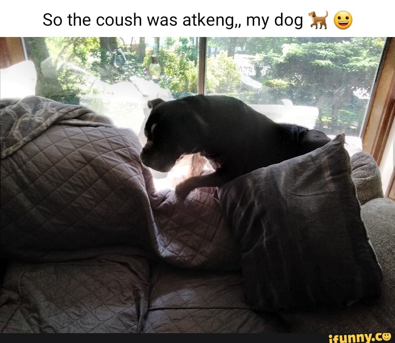 So the coush was atkeng,, my dog - iFunny Brazil