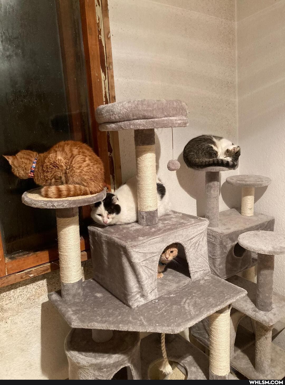 animal_rescue, rescue, shameless, rescue_kitten