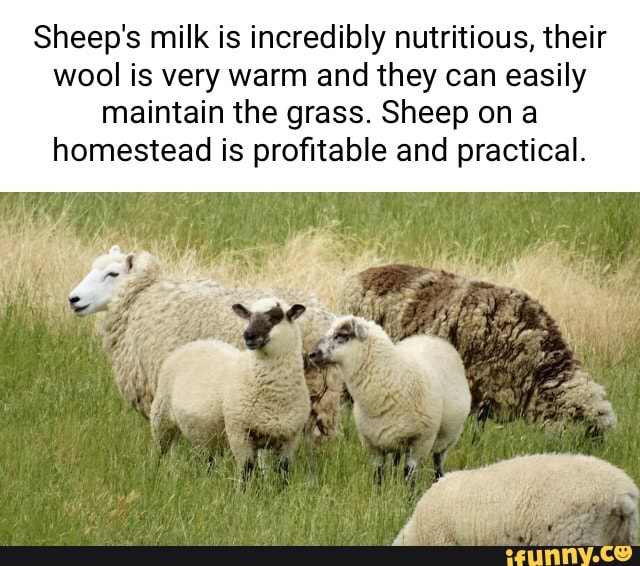 Sheep's milk is incredibly nutritious, their wool is very warm and they