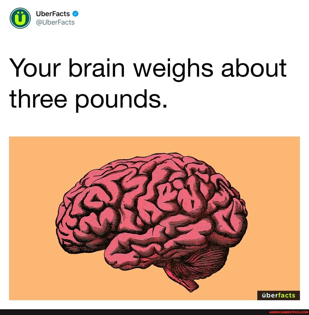 UberFacts
@UberFacts
Your brain weighs about three pounds.
erfacts