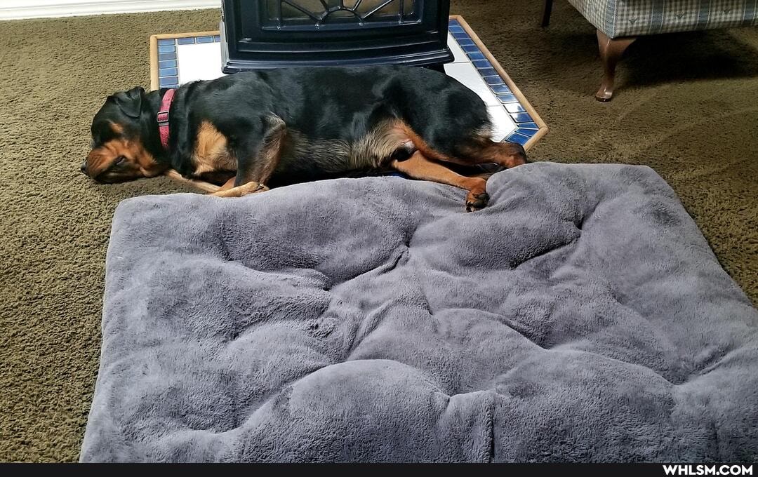 funny, dog, family