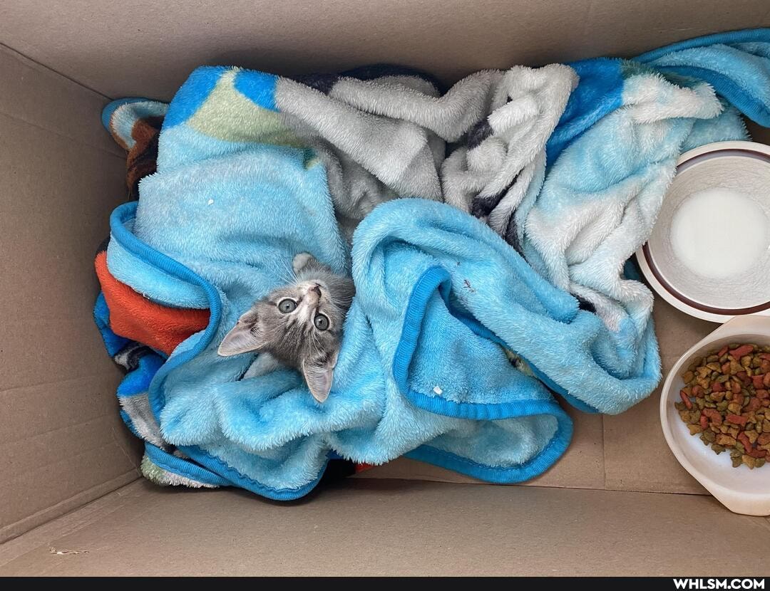 kitten, baby_animals
