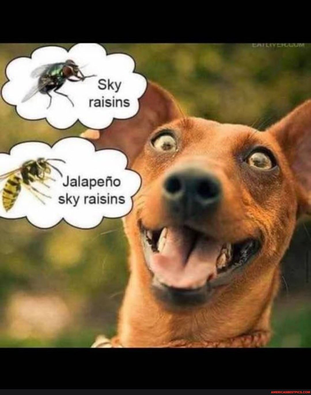 Sky raisins
Jalapeno sky raisins