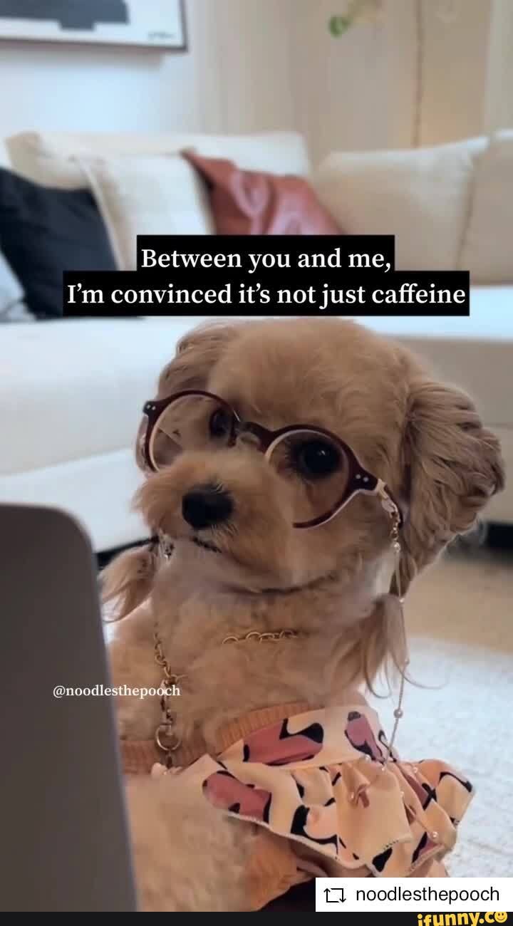 Noodlesthepooch memes. Best Collection of funny Noodlesthepooch