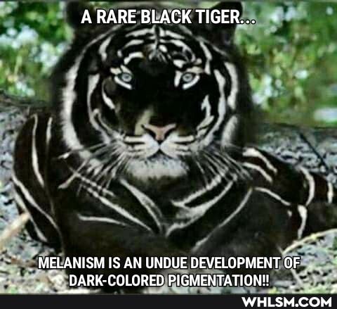 A RARE BLACK TIGER...
MELANISM IS AN UNDUE DEVELOPMENT OF DARK-COLORED PIGMENTATION!