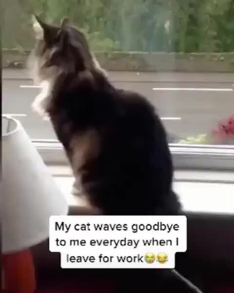 My Cat Waves Goodbye To Everyday When I Leave For Work