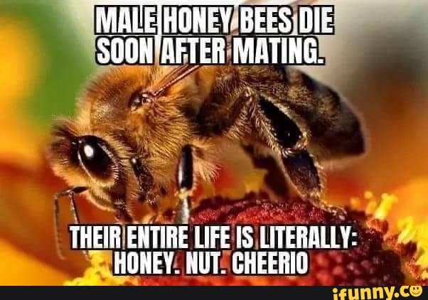 MAUEIHONEY BEES DIE SOON'AETER MATING. this THEIR ENTIRE LIFE LITERALLY ...