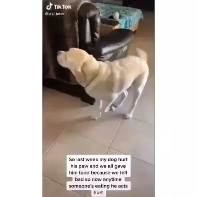 So last week my dog hurt his paw and we all gave him food because we