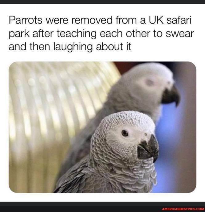 Parrots were removed from a UK safari park after teaching each other to swear and then laughing about it