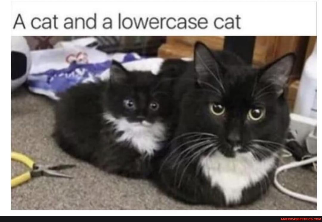 A cat and a lowercase cat